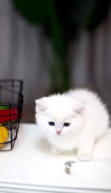 杭州猫咪交易 分享...